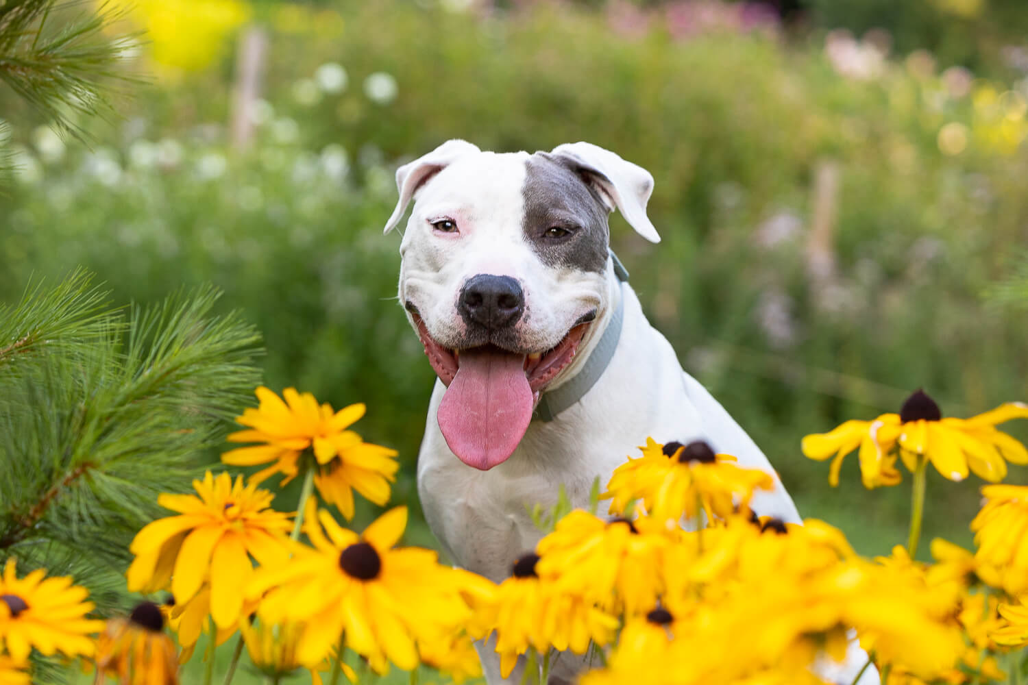 dog portrait at all who wander flower farm 