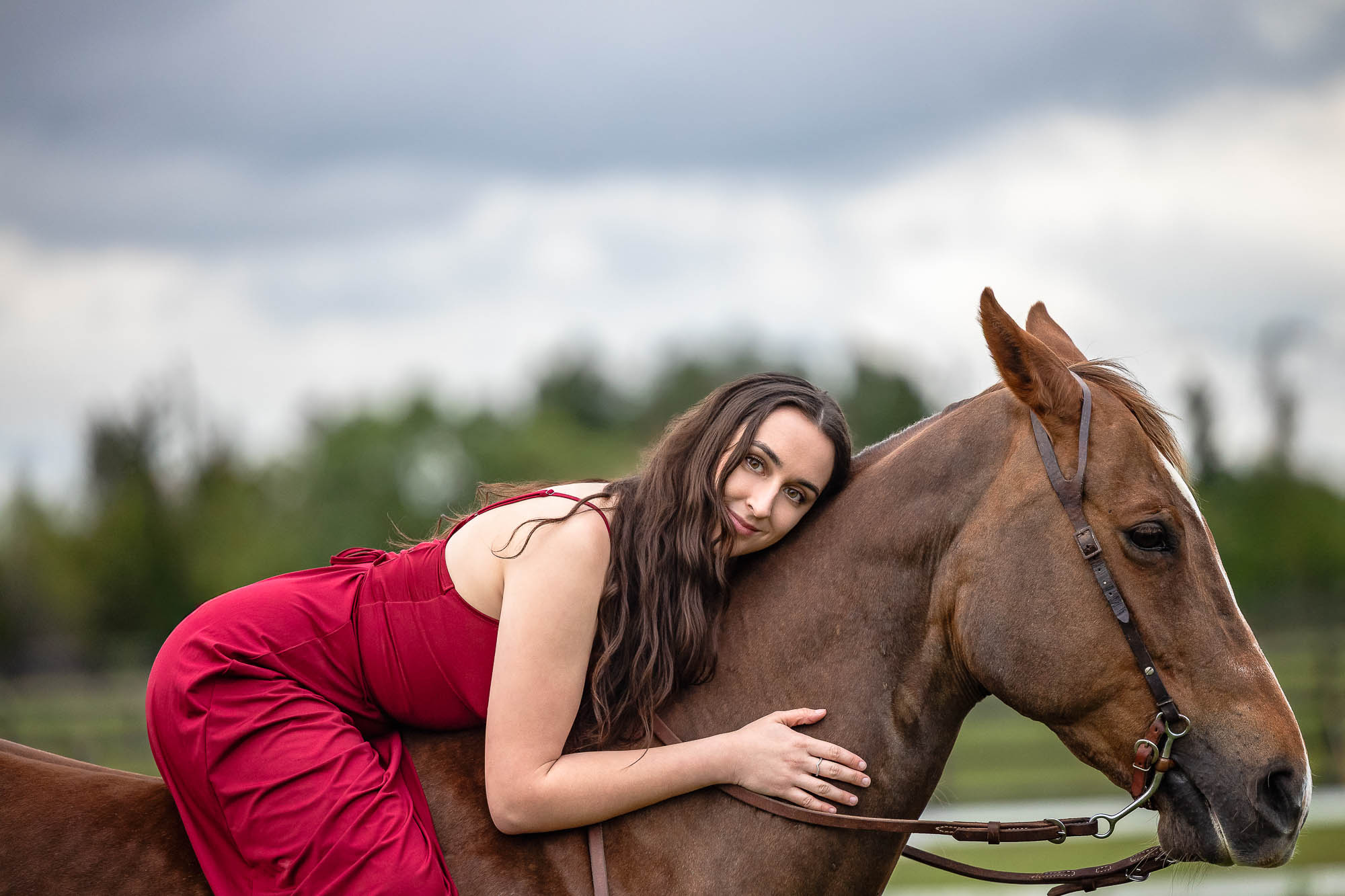 Equestrian photographer Cambridge ON-2 equine portrait taken in Cambridge