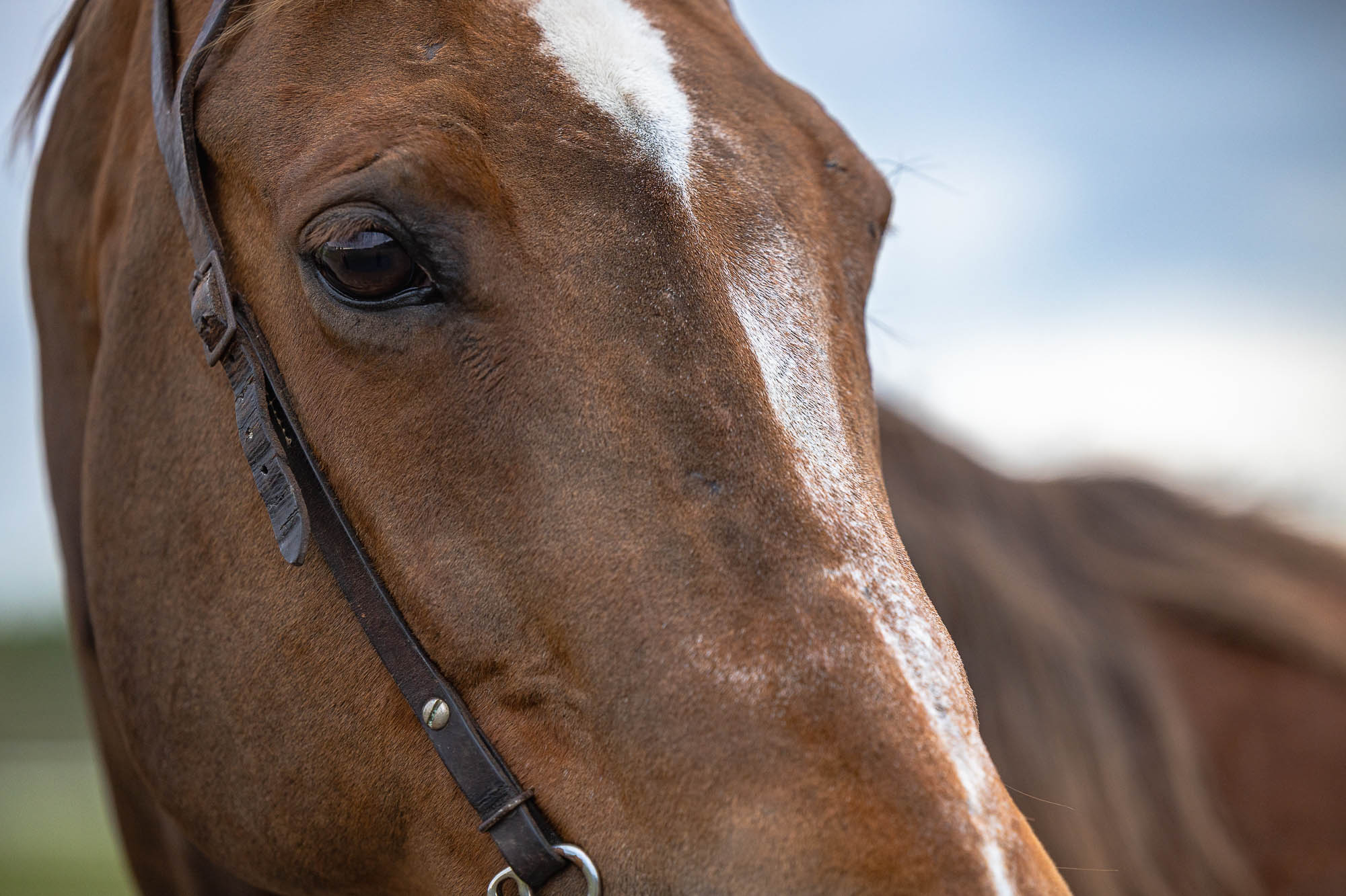 equine photography-2