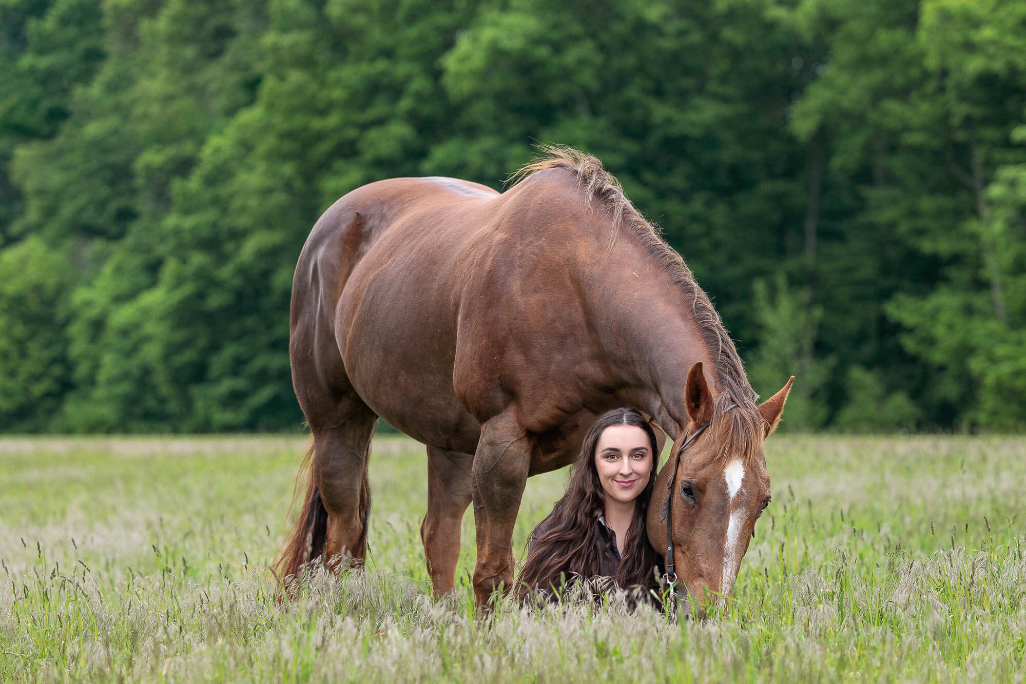 Equine photographer Hamilton ON horse portrait with a rider taken in Cambridge