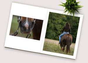photo album from an equine photoshoot