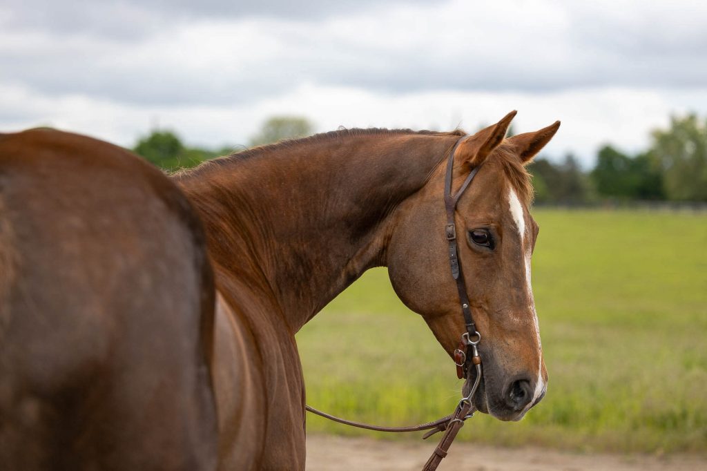 horse portrait