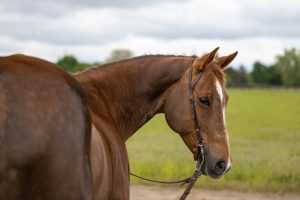 equine Norfolk County Ontario horse portrait