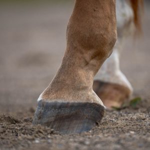 equine portrait photographer-2 detail photoshoot of a horse