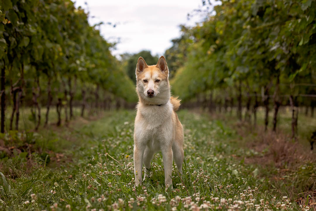 norfolk country pet photographer norfolk country pet photographer