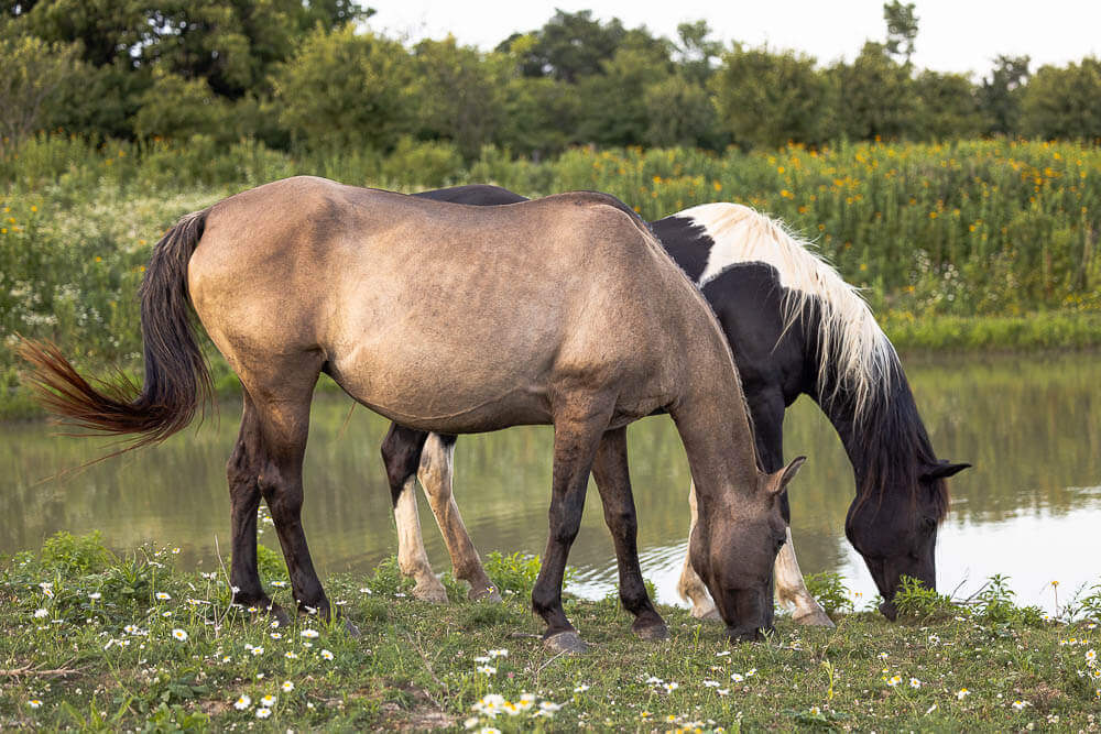 norfolk county horse photographer norfolk county, ontario horse photographer