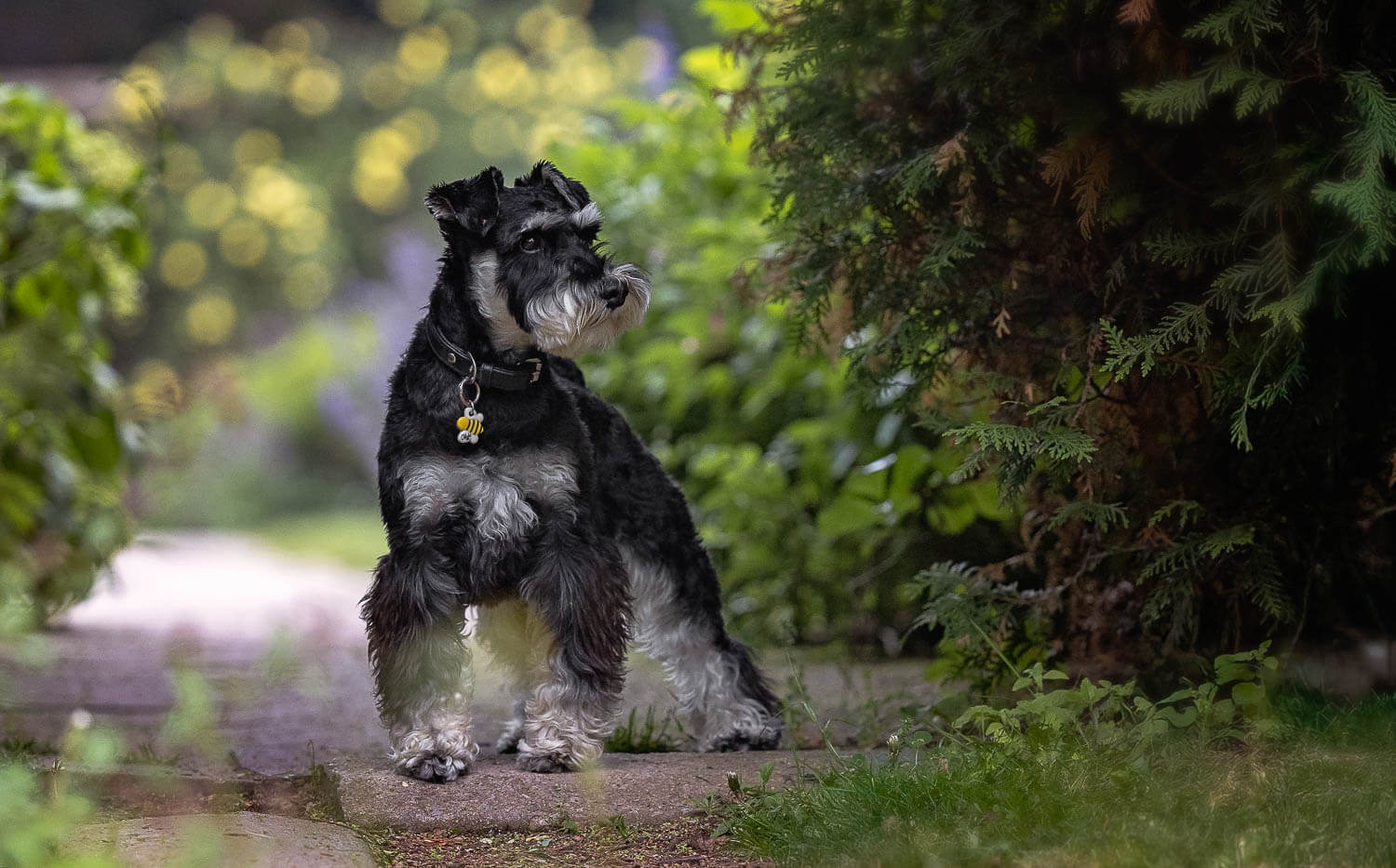 toronto pet photographer creates a dog portrait.