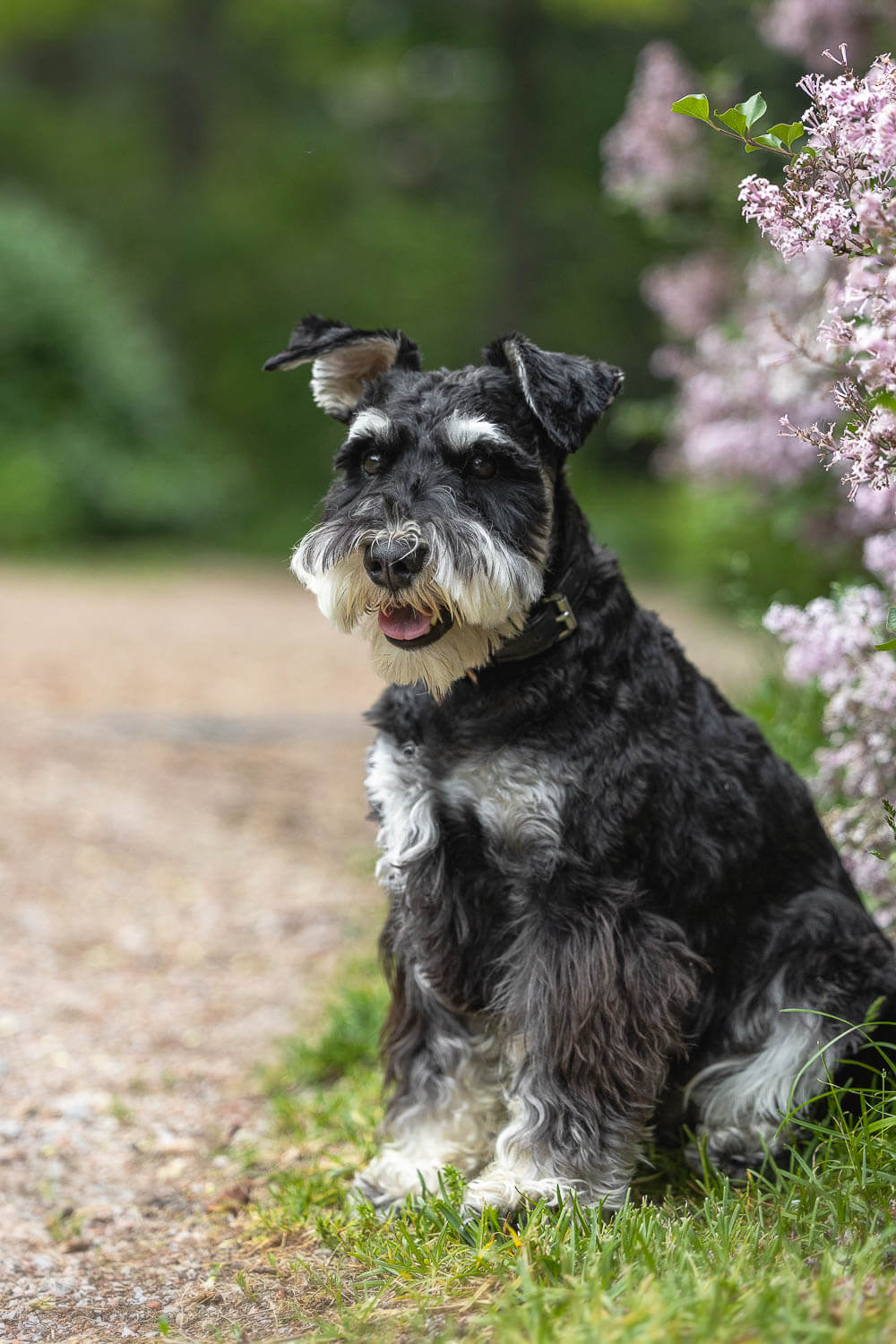 a dog portrait at alexander muir memorial park in Toronto