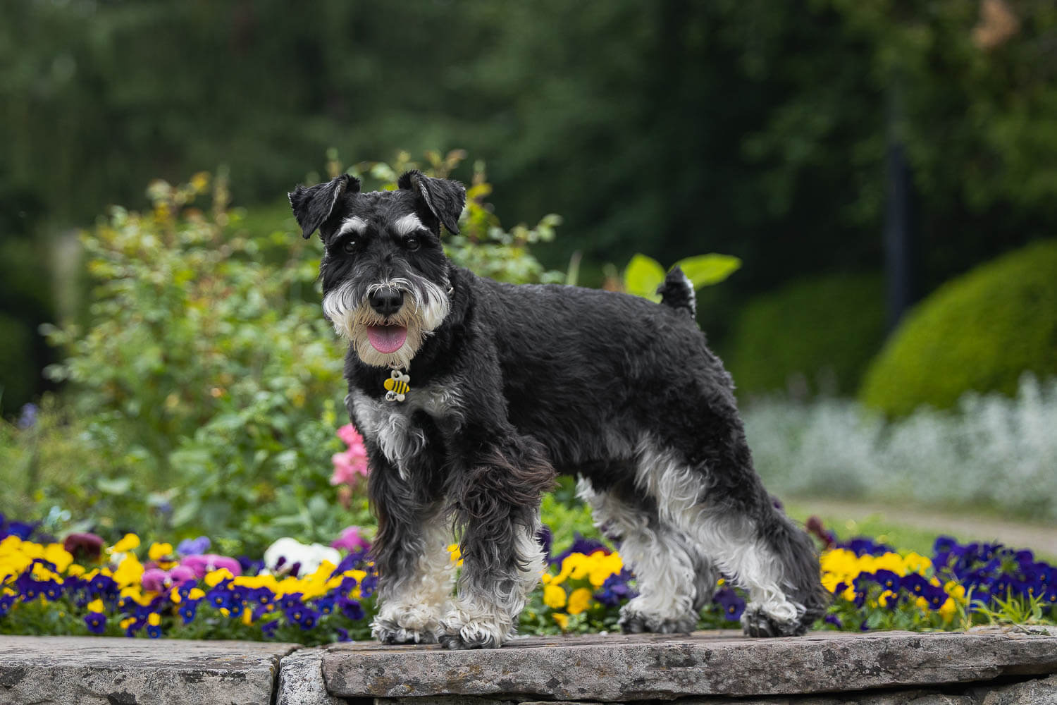 toronto pet photographer at alexander muir memorial gardens