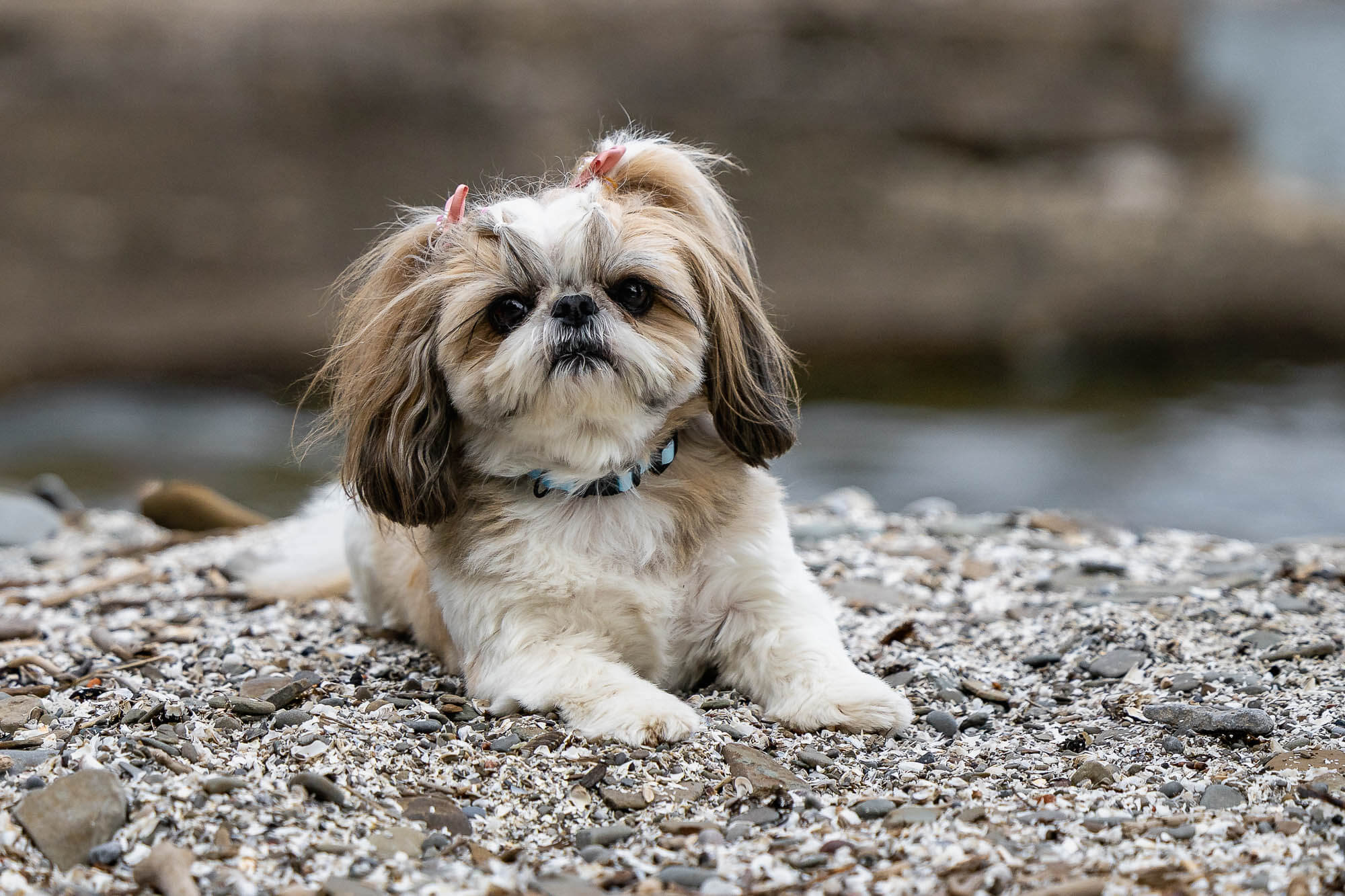 dog photoshoot in brueckner rhododendron gardens