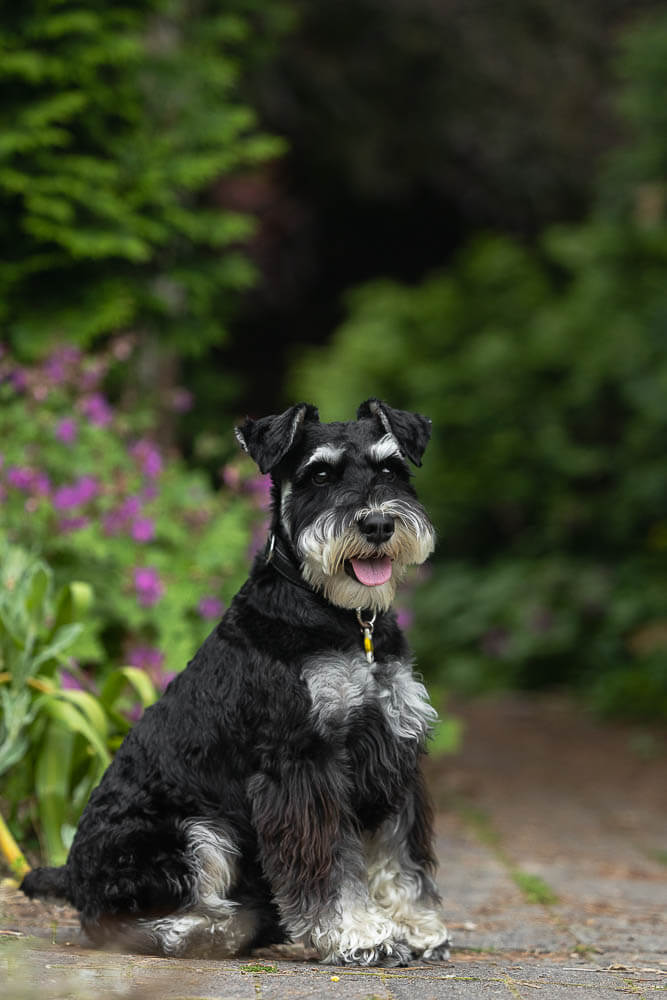 toronto dog photographer at Alexander Muir Memorial Gardens