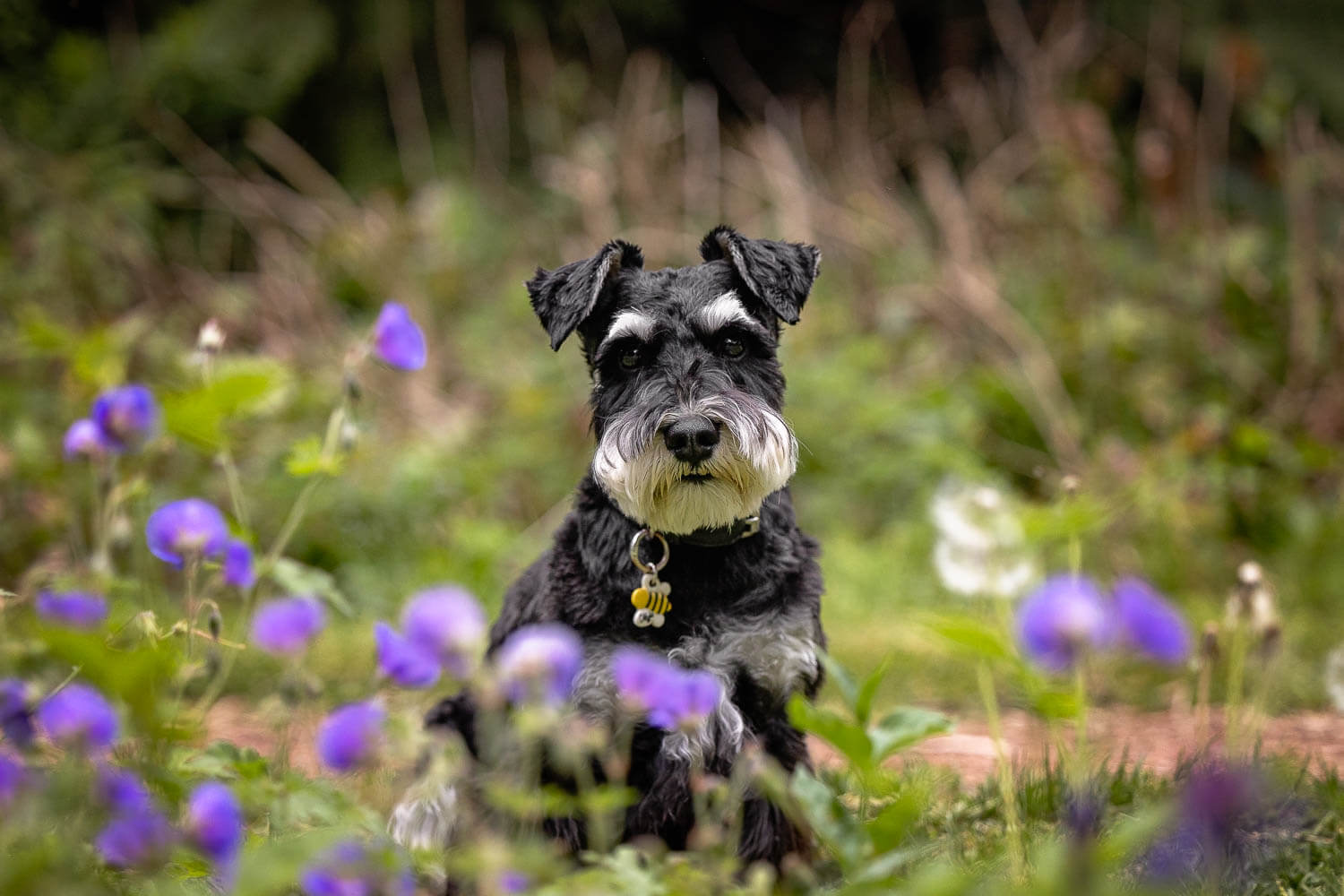 pet portrait taken at Alexander Muir Memorial Gardens