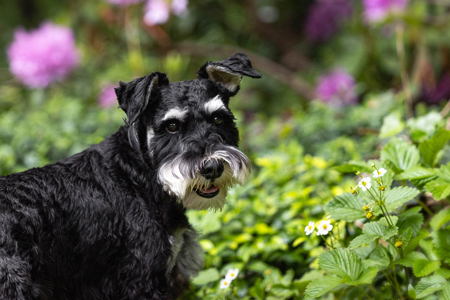 Toronto pet photoshoot at Alexander Muir Memorial Gardens