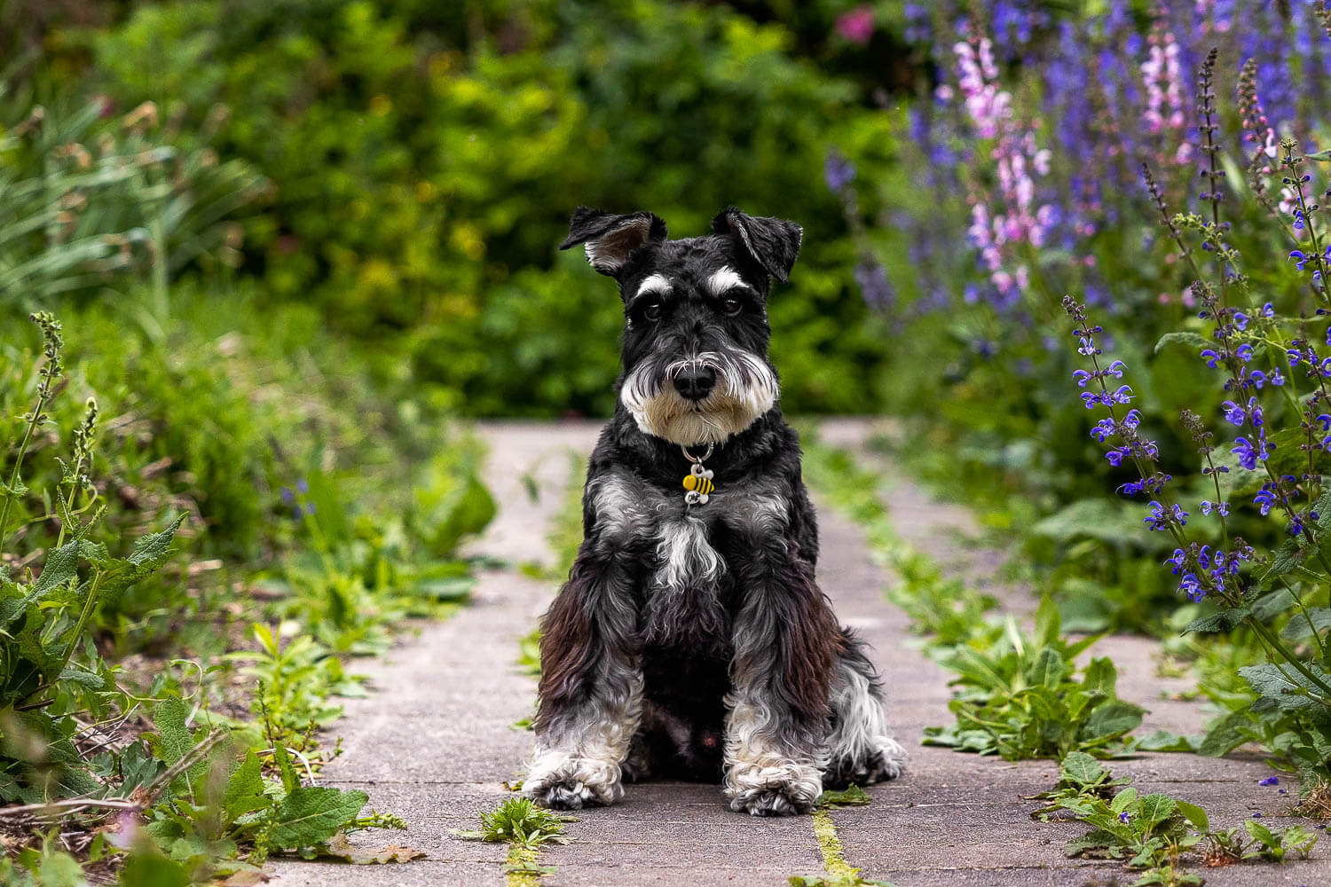 toronto dog photoshoot at Alexander Muir Memorial Gardens