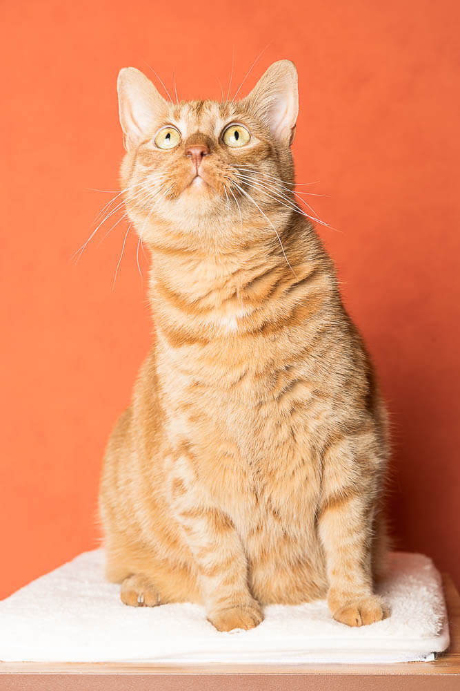 Fine art cat portrait on orange backdrop by Hamilton cat photographer.