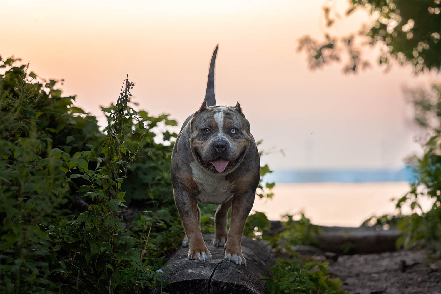 golden hour dog photoshoot in Dunville