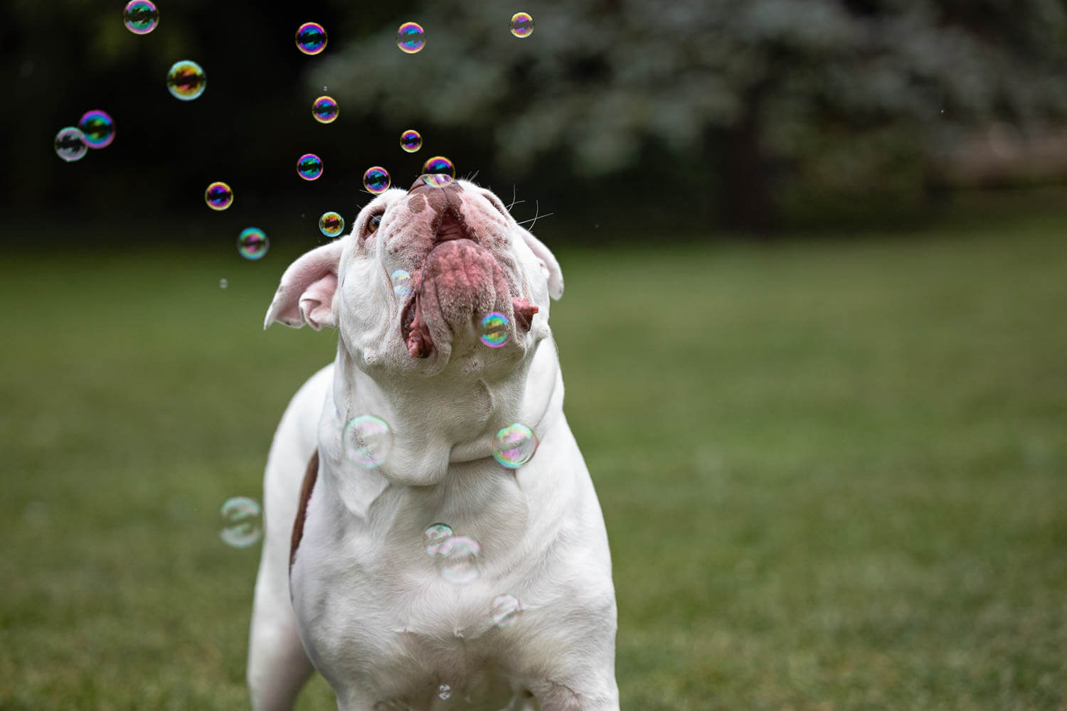 dog playing with bubbles during a photo shoot