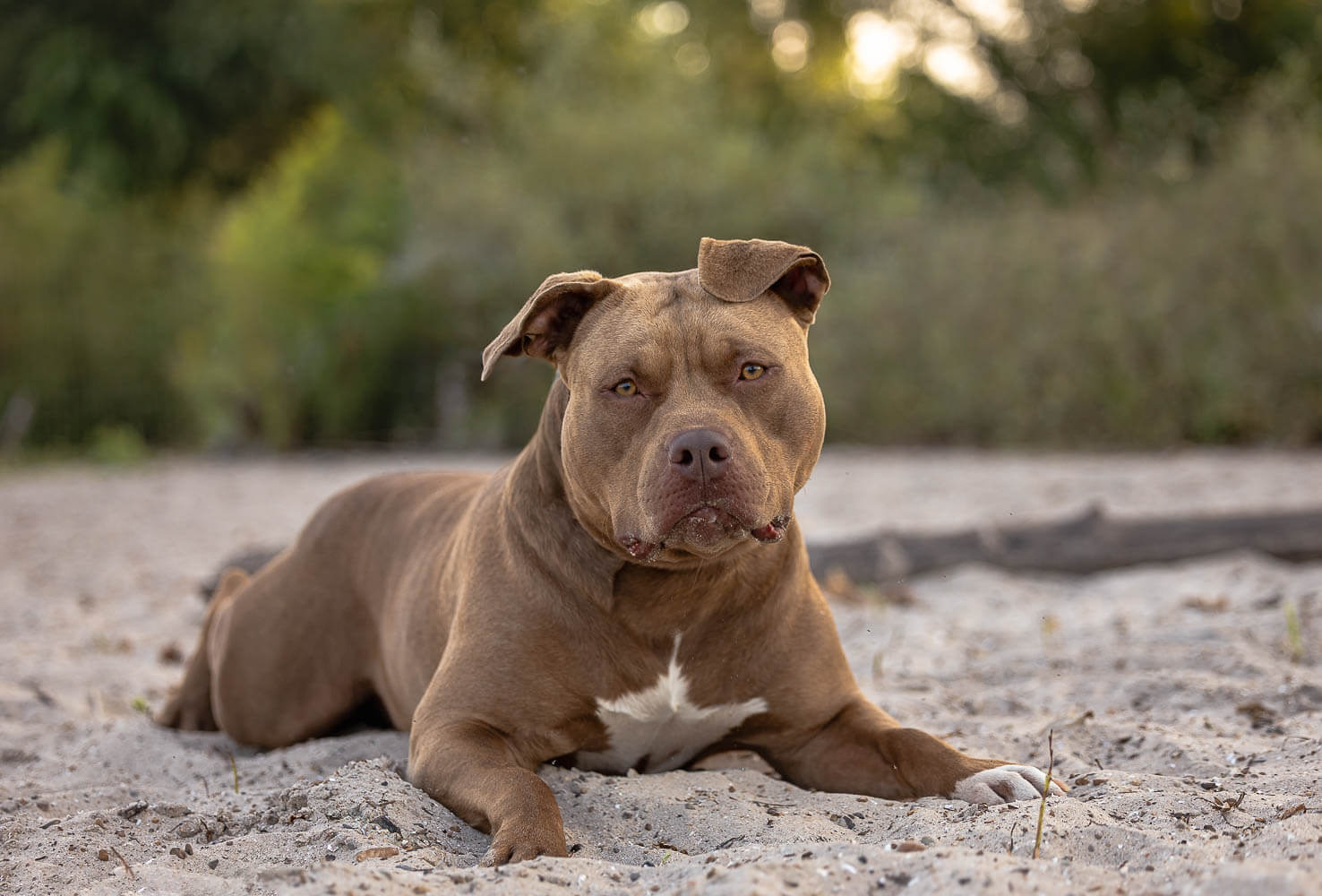 dog beach portrait in Dunville, Norfolk County