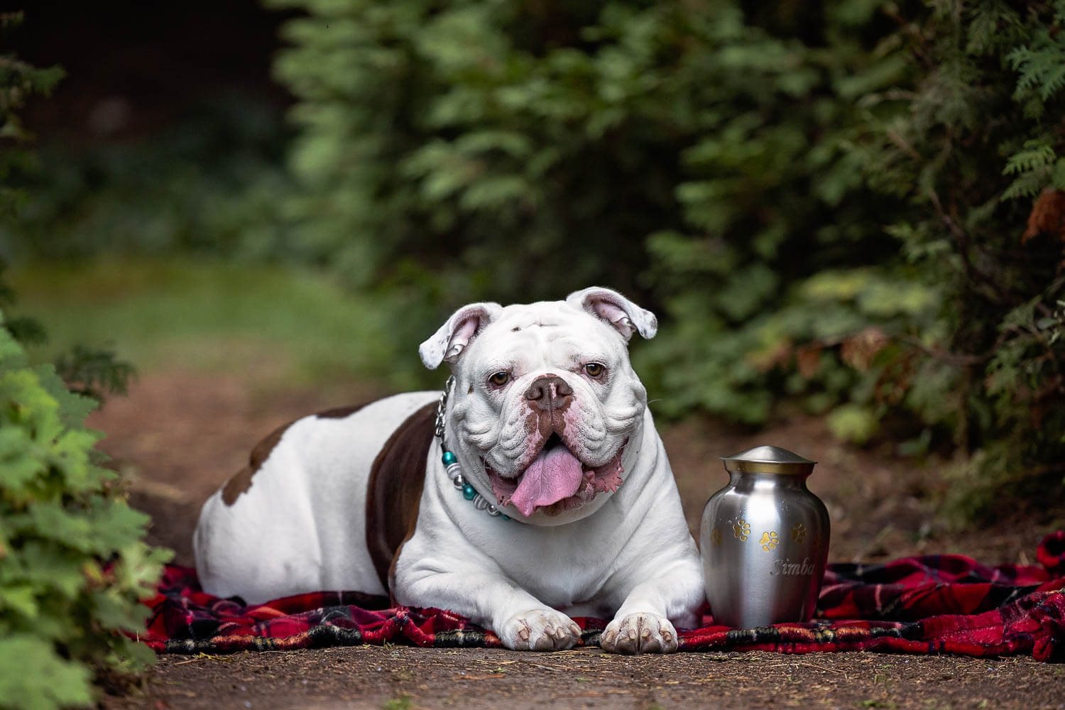 toronto dog photographer