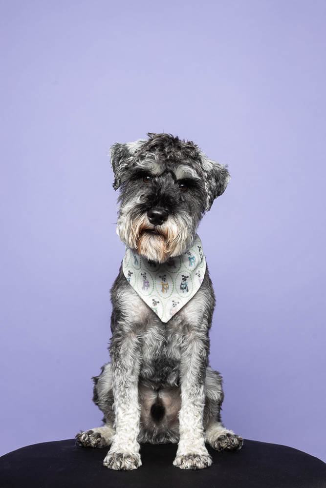 dog photographer Aurora Ontario dog studio portrait in Aurora, Ontario.