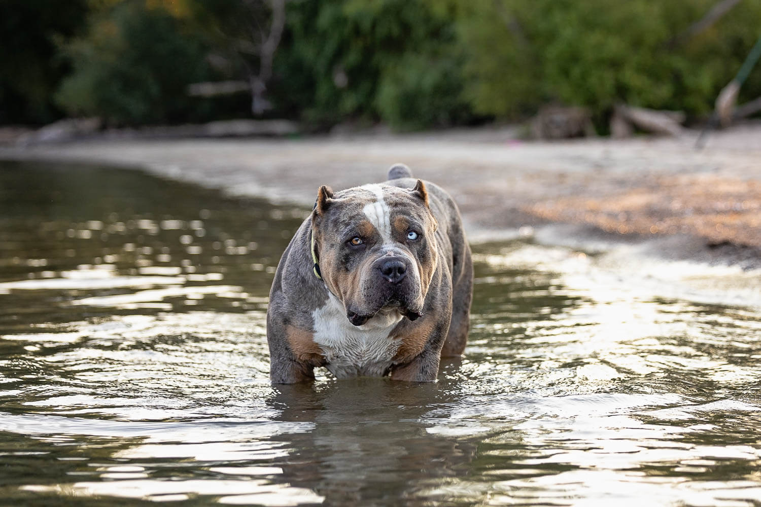 Norfolk County Dog photoshoot