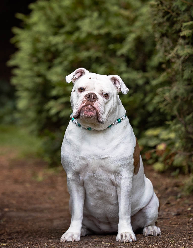 pet portrait taken at alexander muir gardens