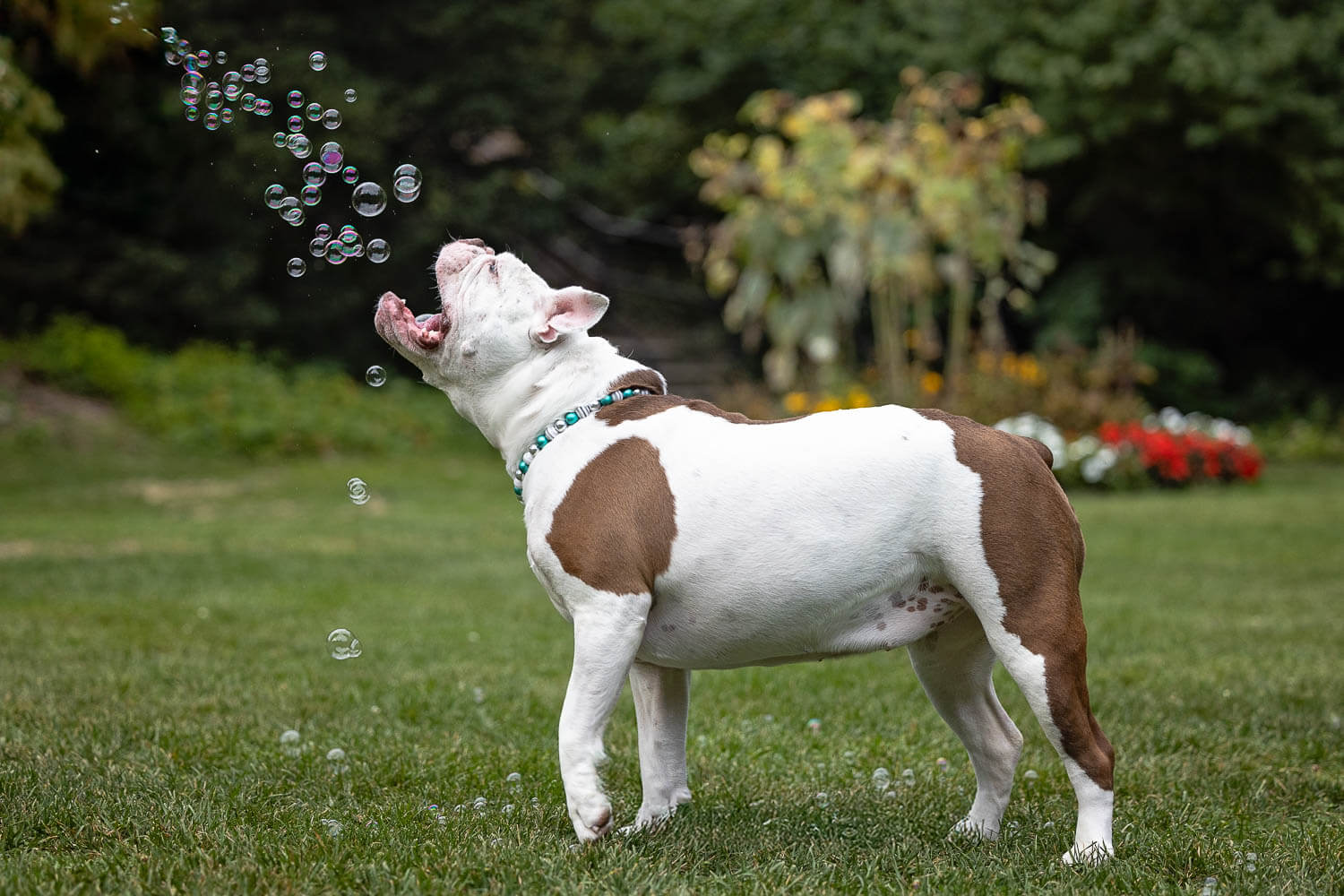 dog having fun with bubbles at a photoshoot