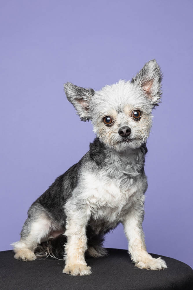 dog portrait photographer York Region studio pet portrait