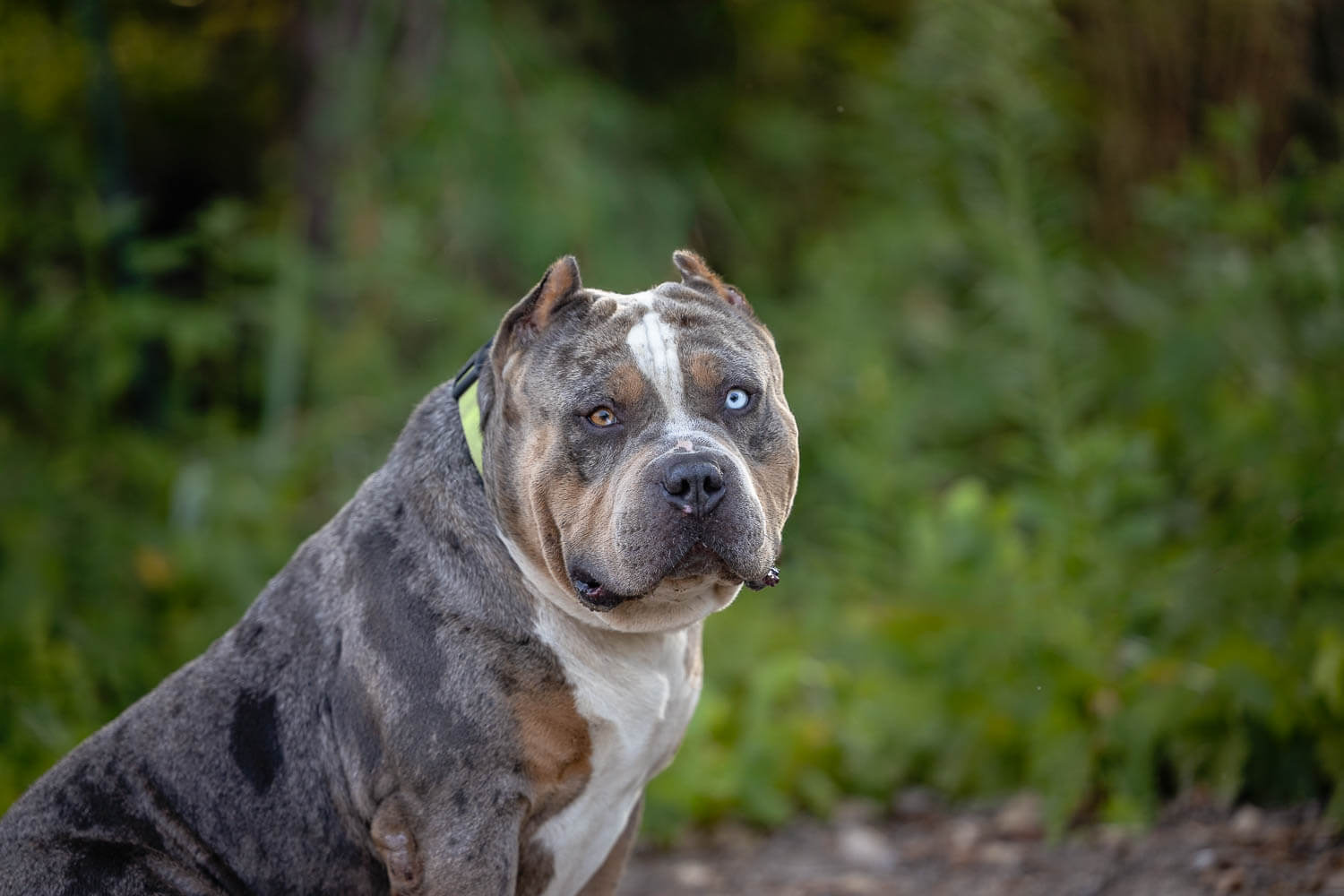 dog portrait taken in Dunville at a beach photoshoot