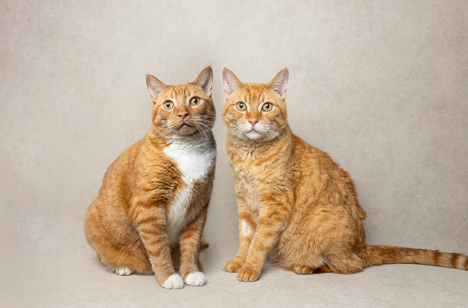 cat portraits photoshoot