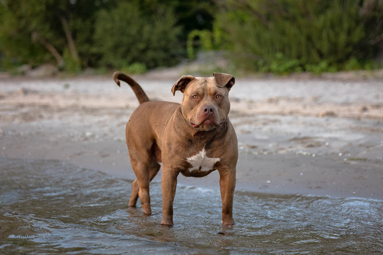 pet photography taken in Dunville