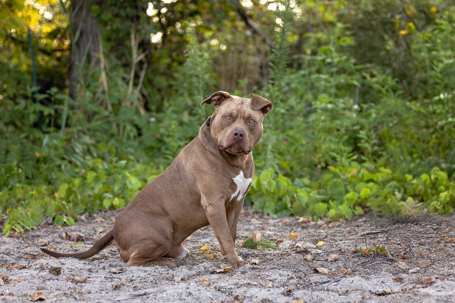 dog portrait taken in Norfolk County