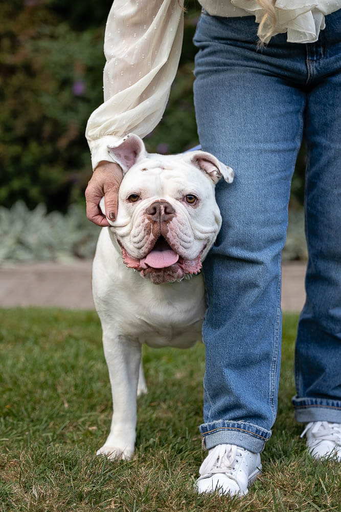 dog and family photoshoot in Toronto