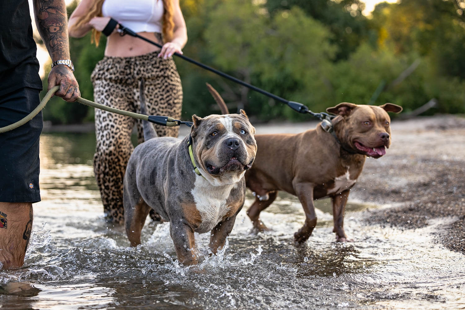 Dunville pet photographer