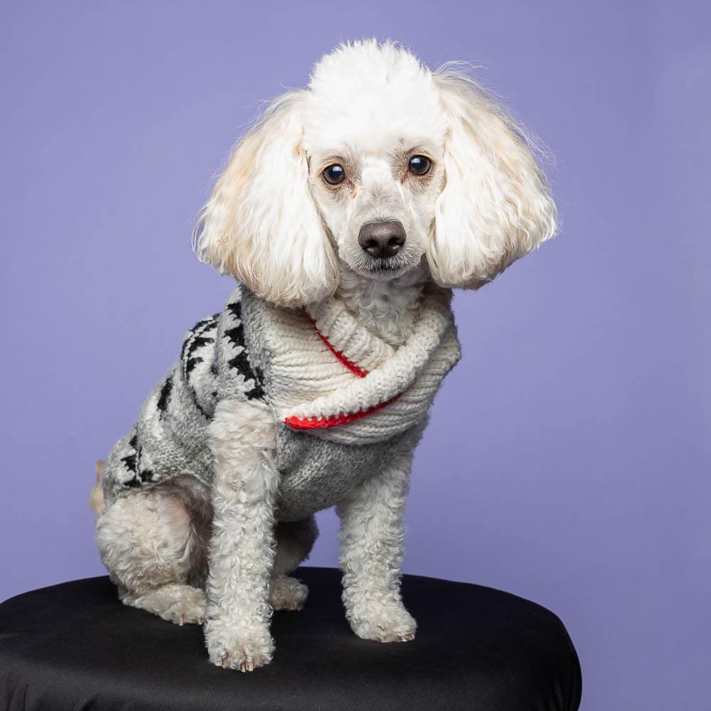 pet photographer travel Ontario studio dog photoshoot in Aurora, Ontario.