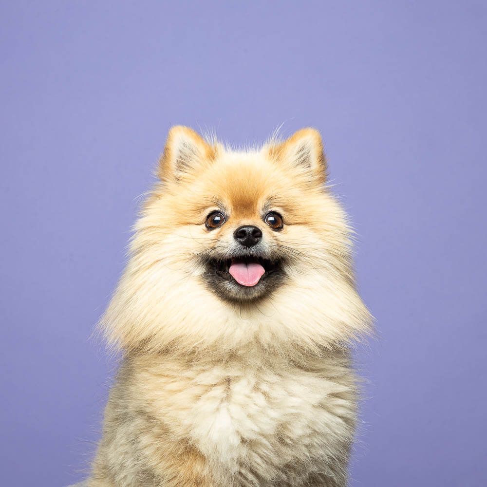 the social pup pet event indoor dog portrait in Aurora, Ontario.