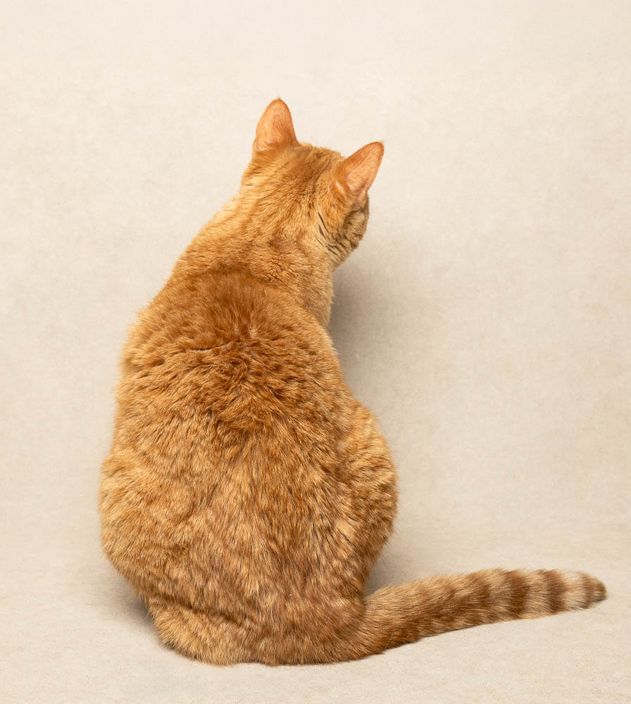 end of life cat portrait taken in Brandford