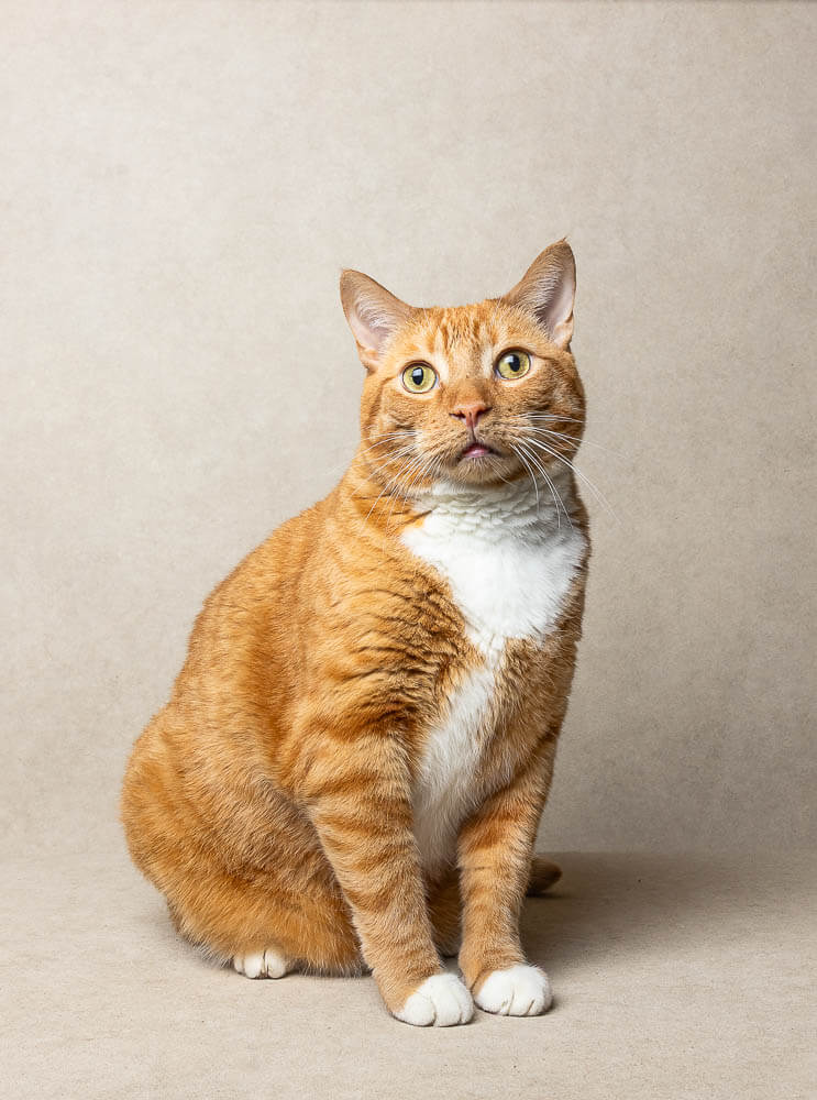 Ontario cat photographer 