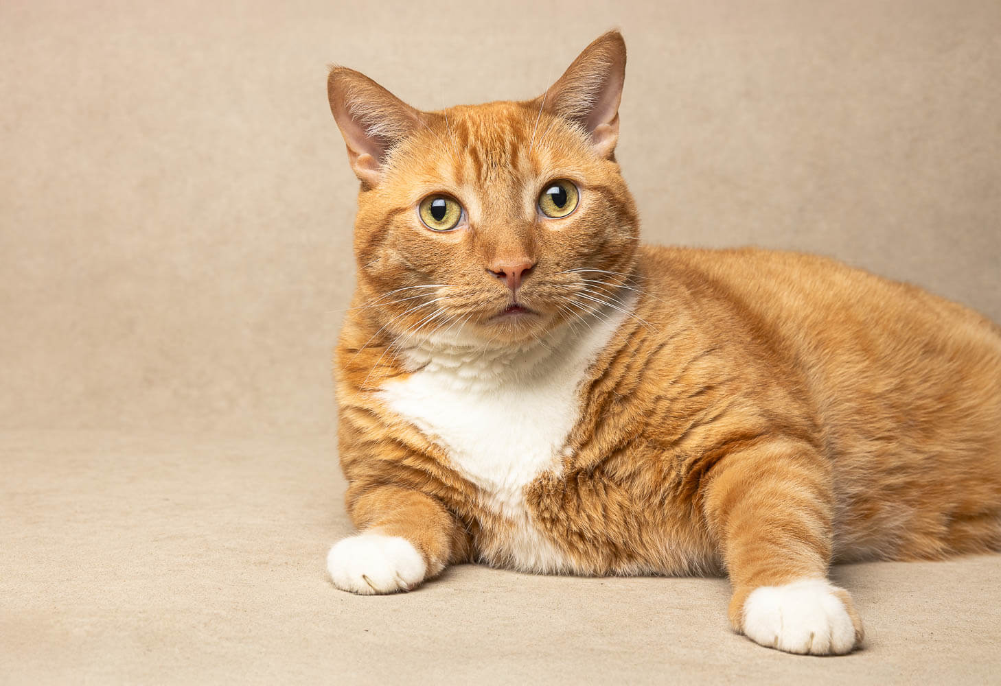 Hamilton cat photographer