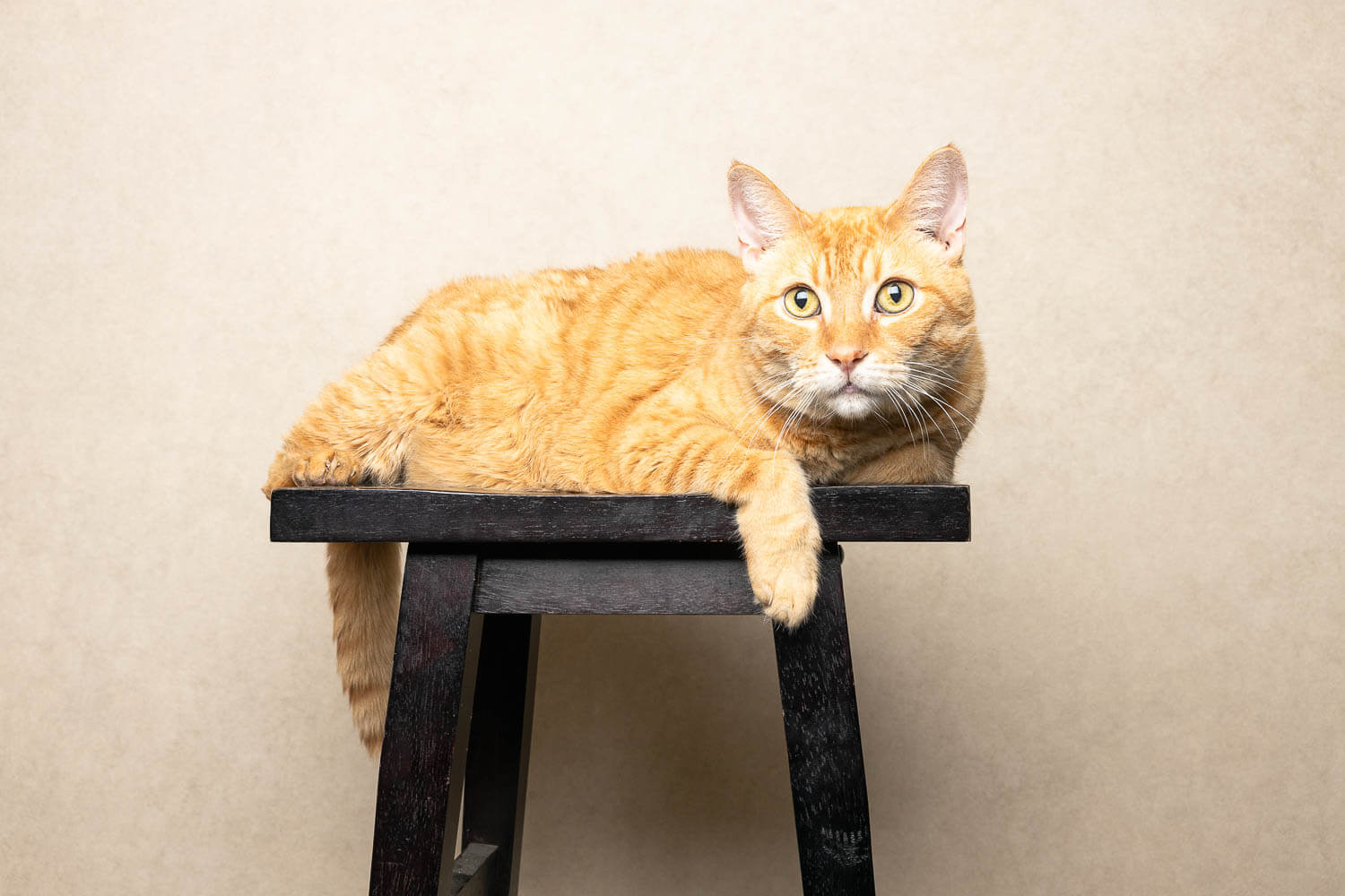Brandford cat photographer takes an image of a cat chilling