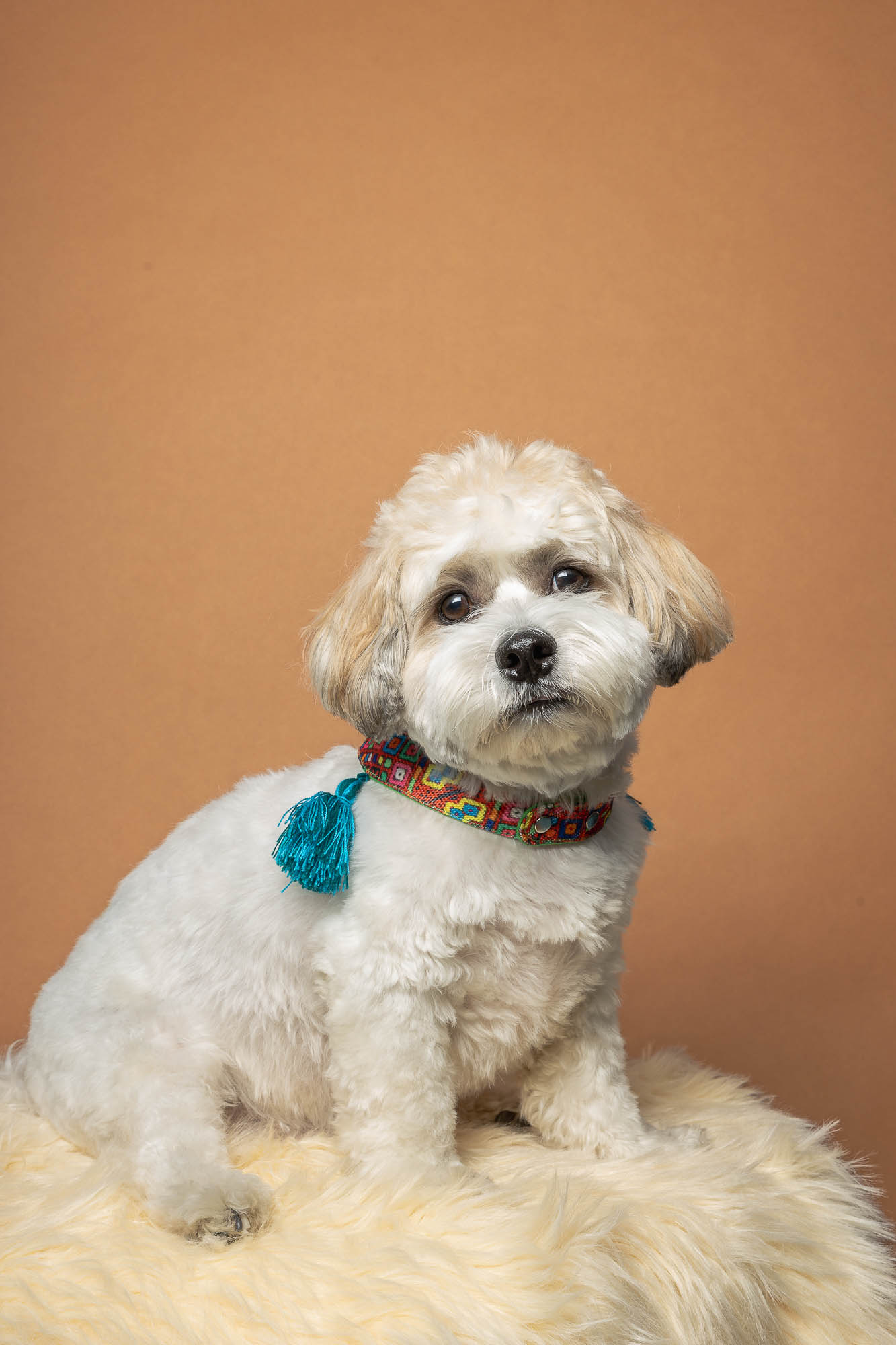 toronto pet photographer