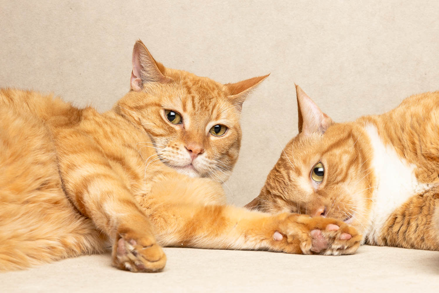cat photographer in the gta area