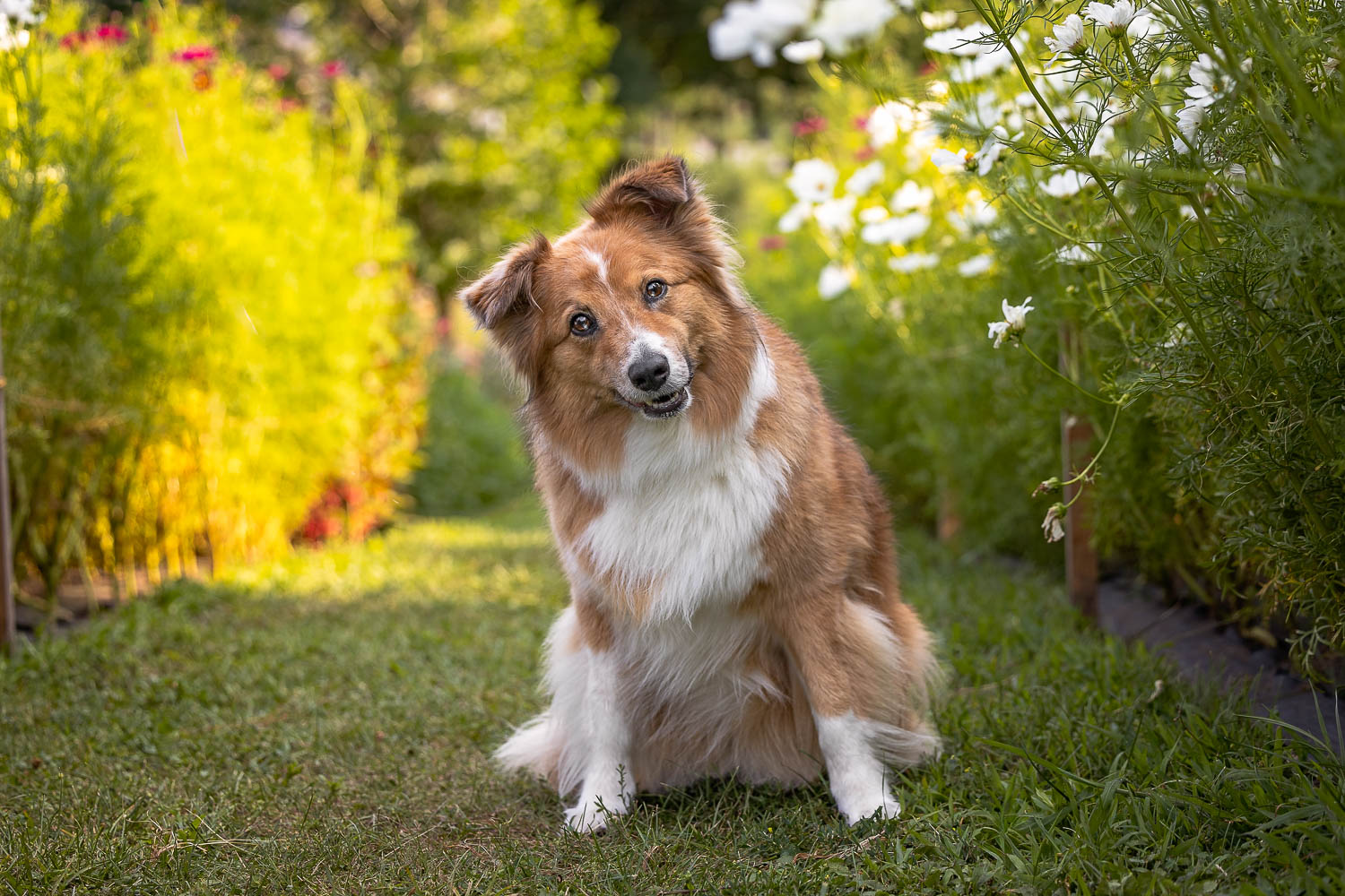 dog photography at all who wander flower farm