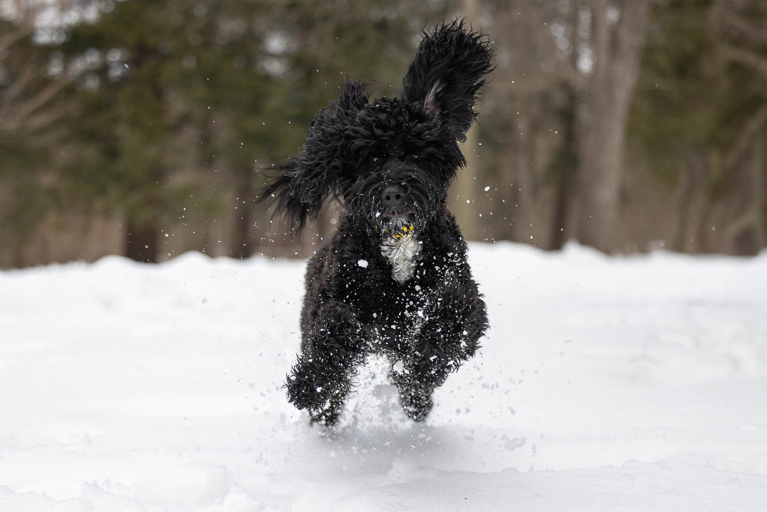 dog photoshoot in burlington