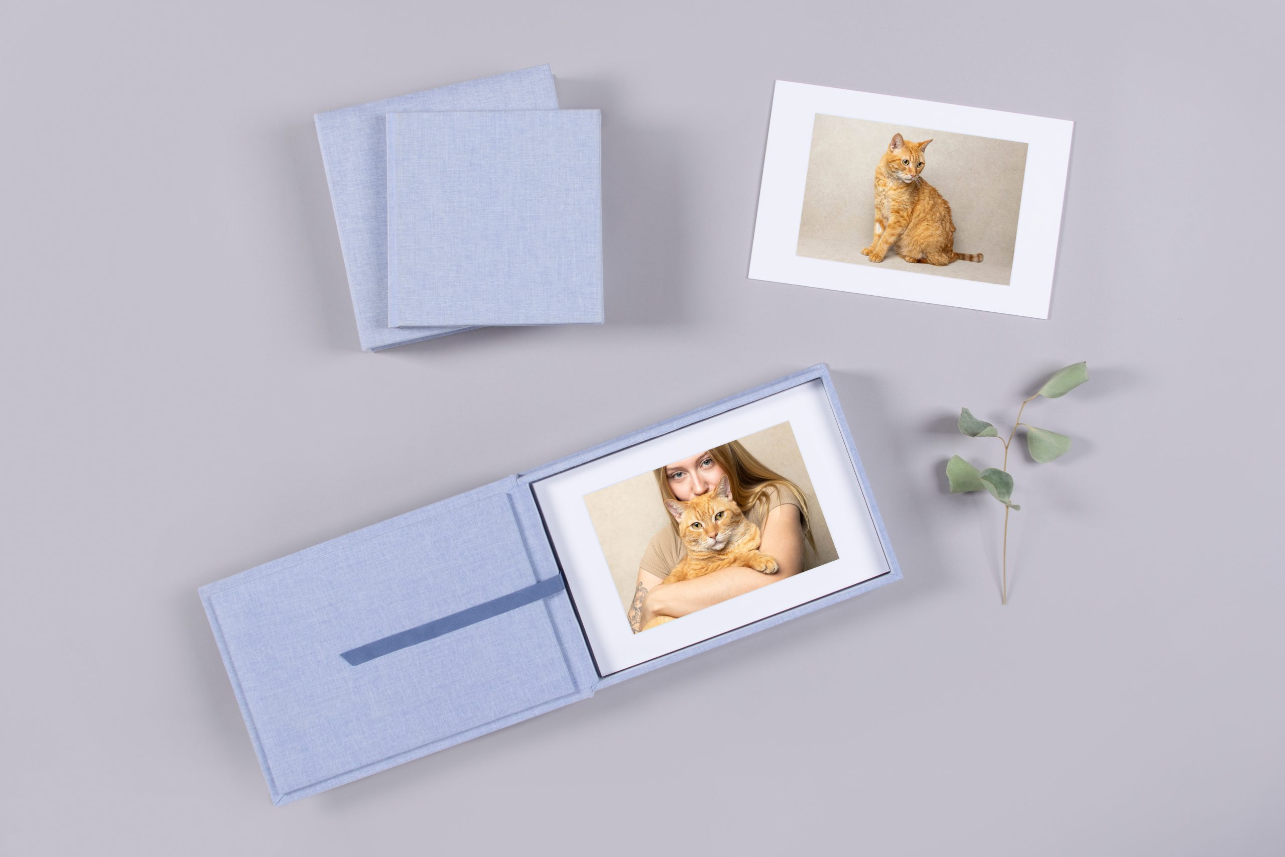 cat portraits turned into beautiful artwork