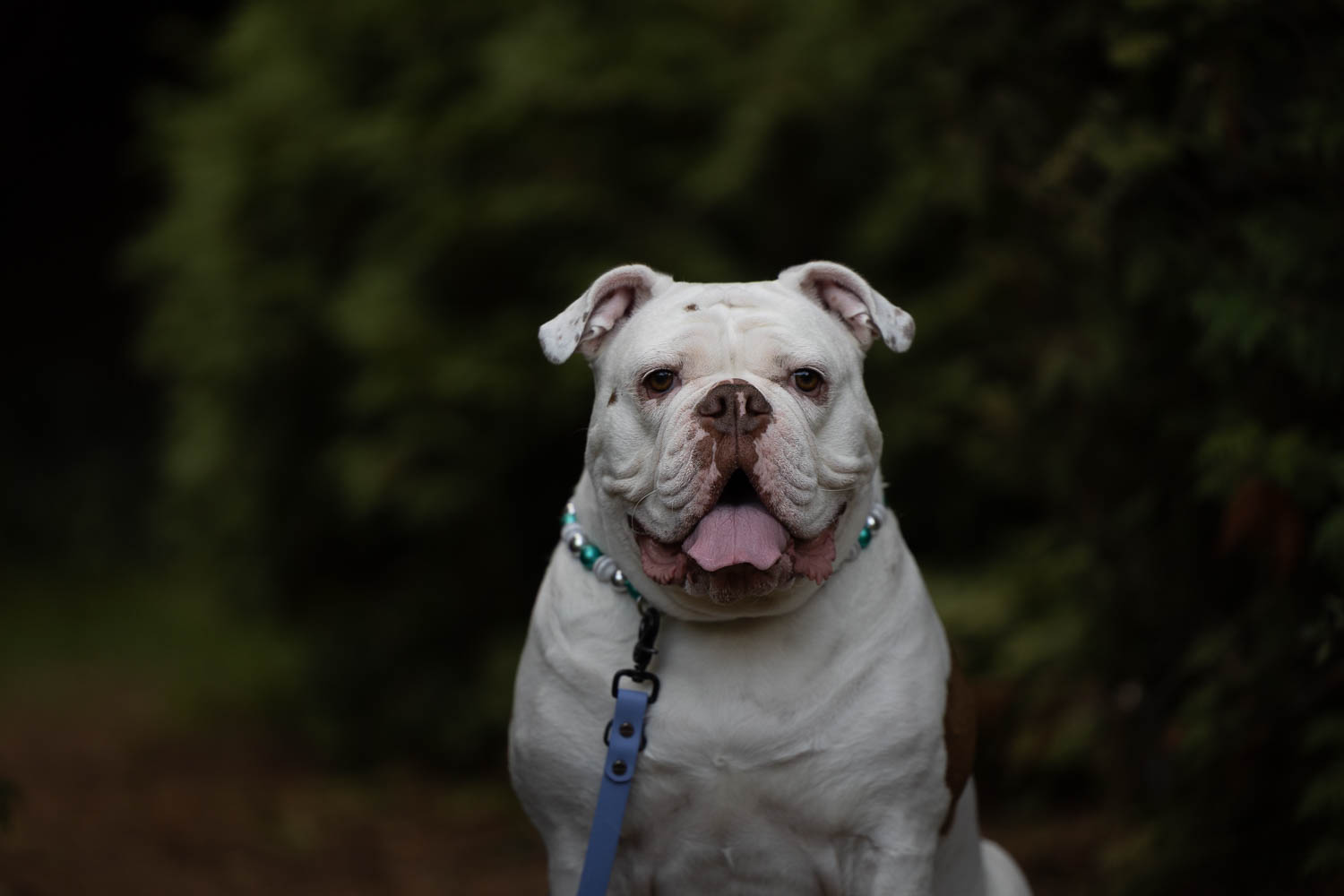 toronto dog photographer