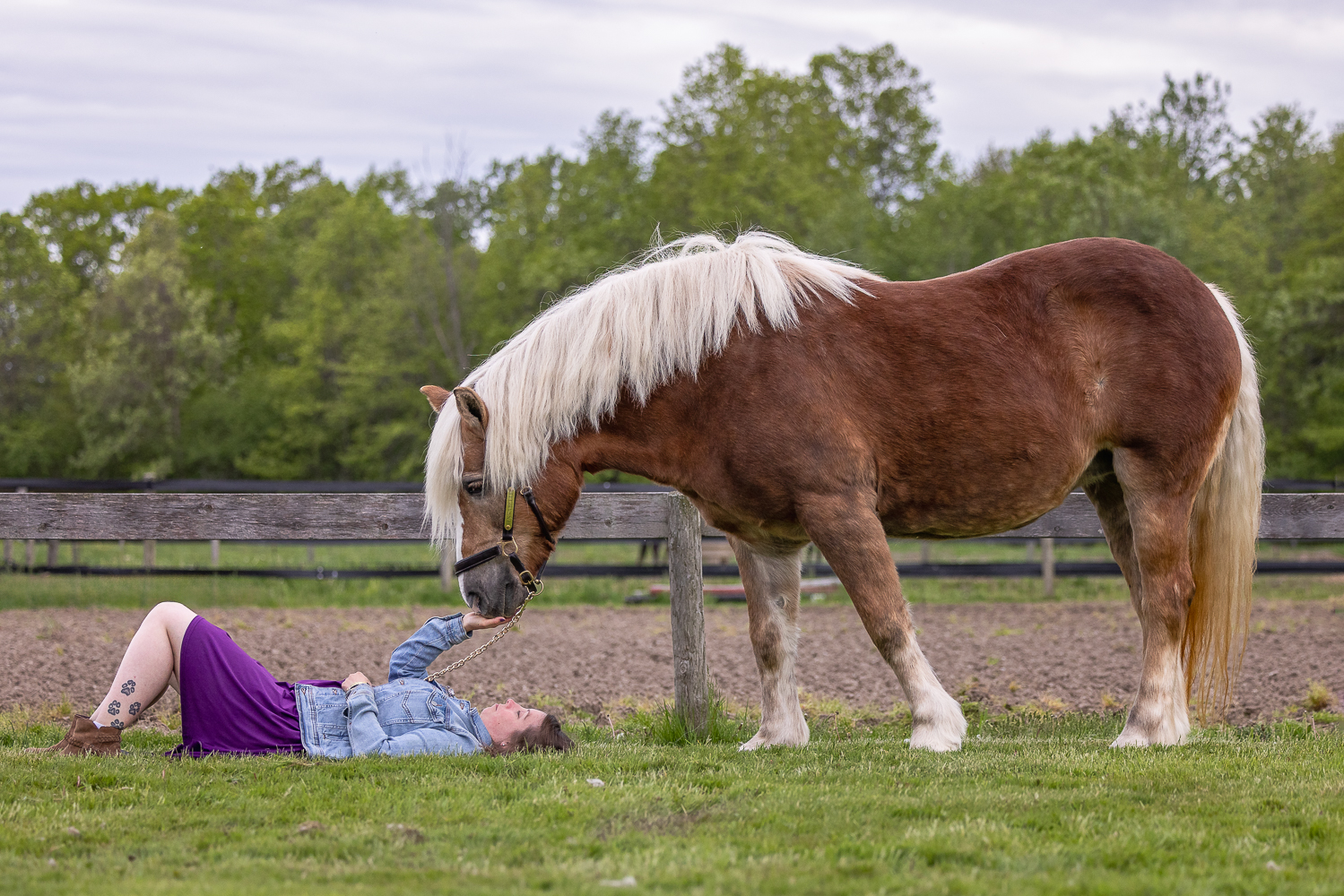 niagara  on the lake horse photographer