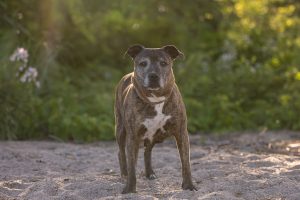 beach dog photoshoot at the golden hour in Dunville