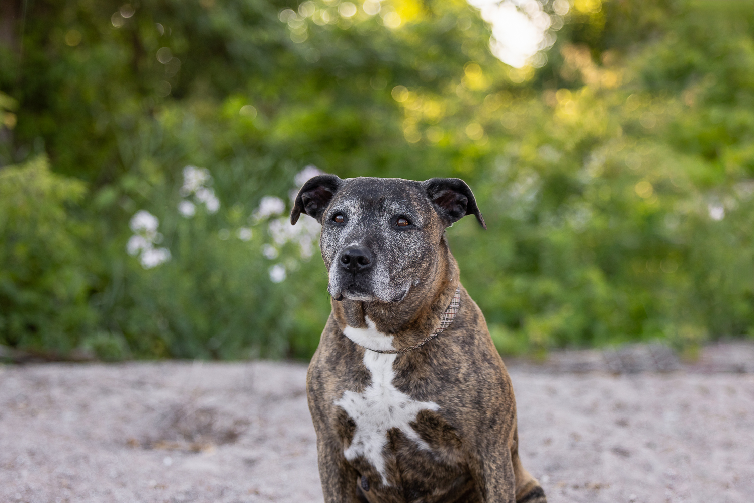 senior dog portrait taken at a golden hour