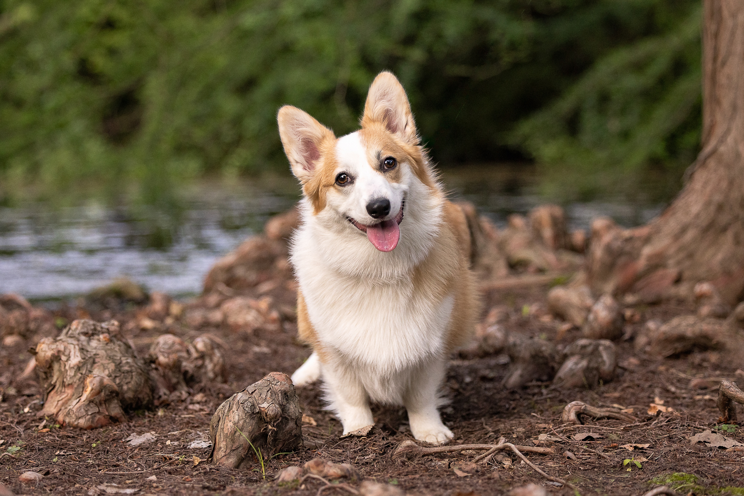 dunville dog photographer dog photoshoot in norfolk county